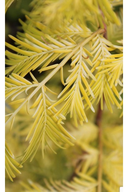 Яскраво-жовта хвоя Metasequoia Gold Rush крупним планом